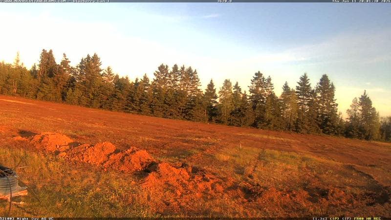 Wild Blueberry Cam 1