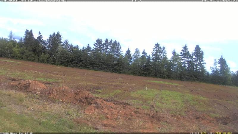 Wild Blueberry Cam 1