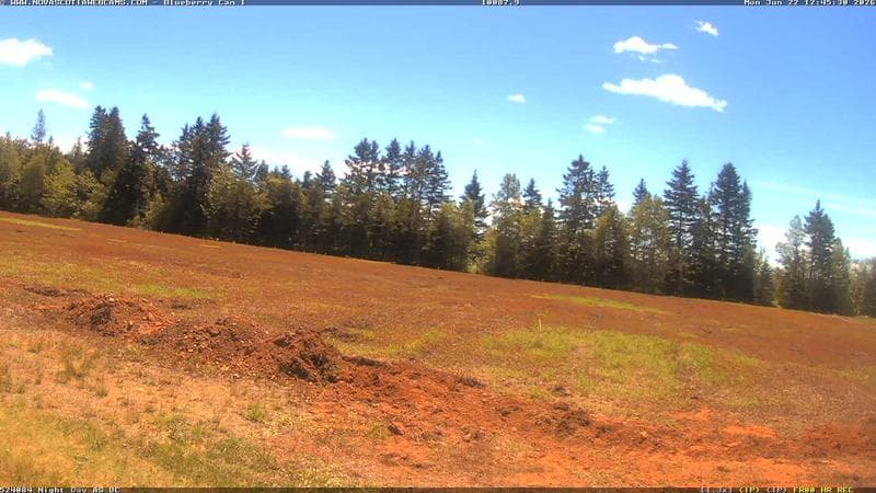 Wild Blueberry Cam 1