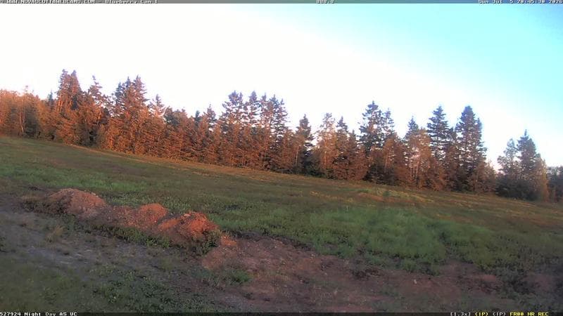Wild Blueberry Cam 1