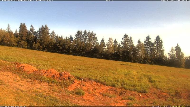 Wild Blueberry Cam 1