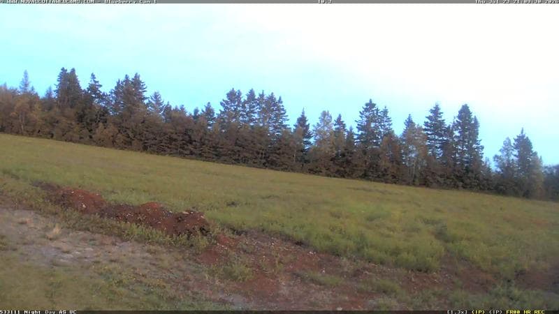 Wild Blueberry Cam 1
