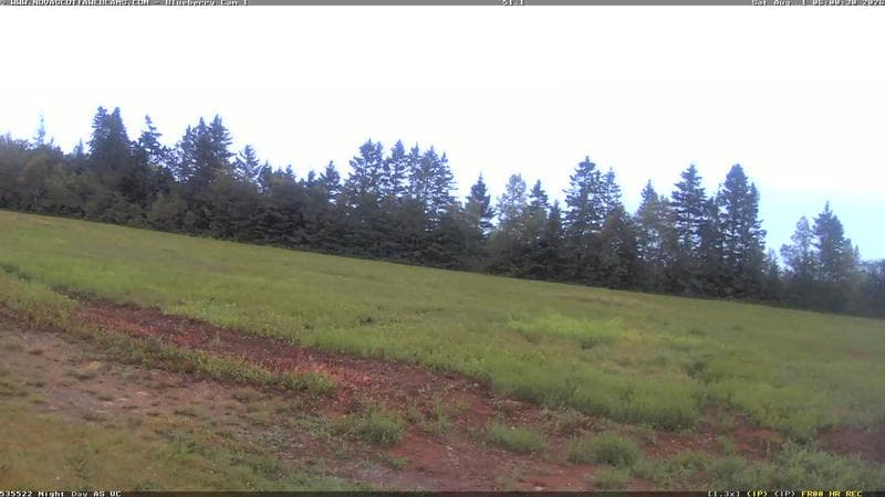 Wild Blueberry Cam 1
