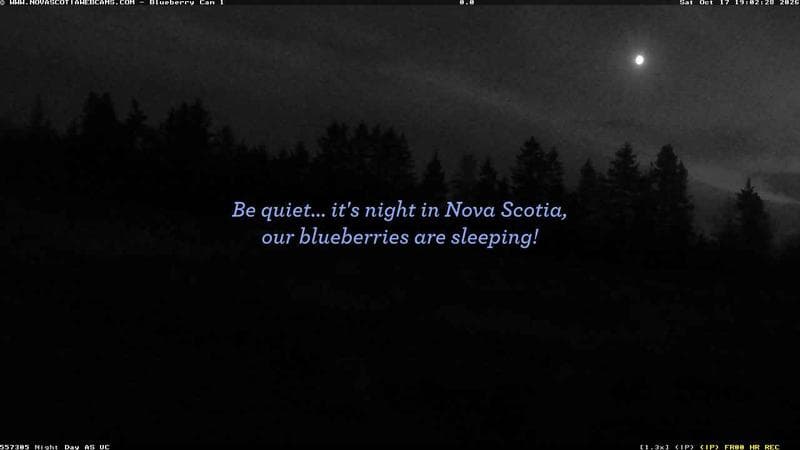 Wild Blueberry Cam 1