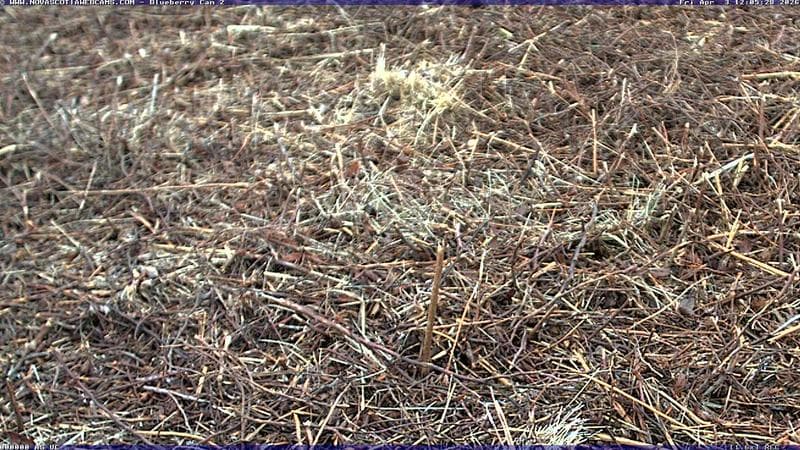 Wild Blueberry Cam 2