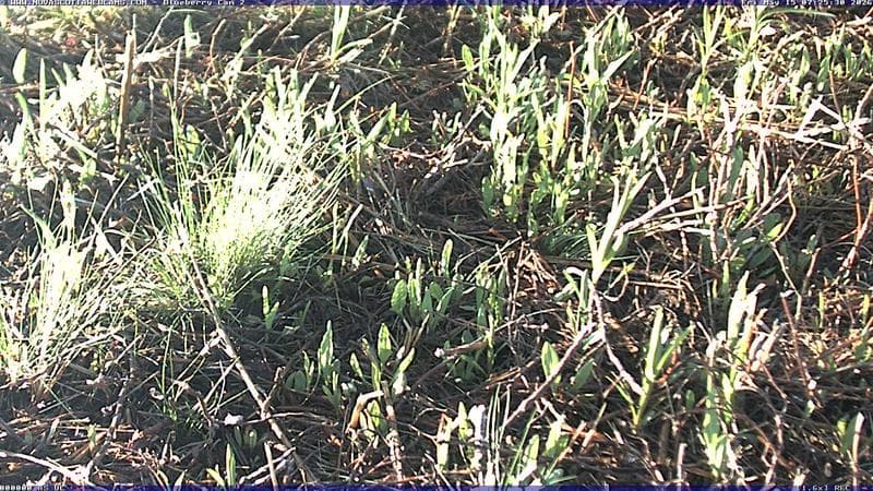 Wild Blueberry Cam 2
