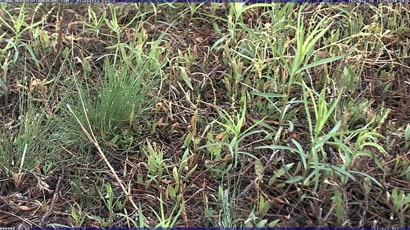 Wild Blueberry Cam 2
