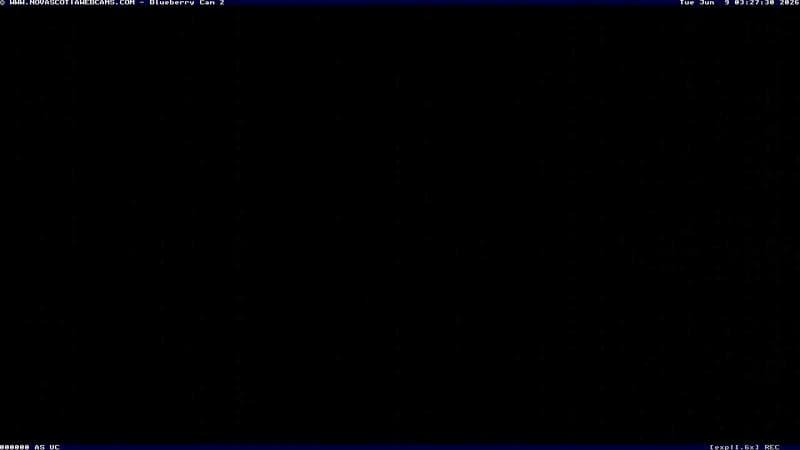 Wild Blueberry Cam 2