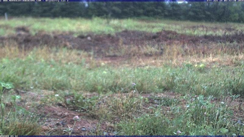 Wild Blueberry Cam 2