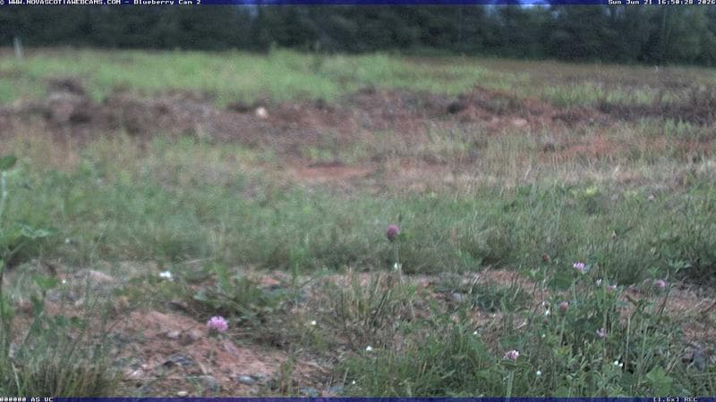 Wild Blueberry Cam 2