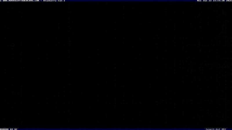 Wild Blueberry Cam 2