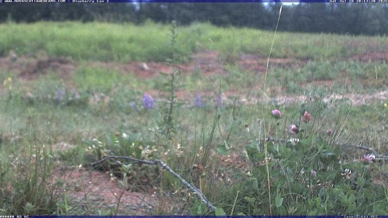 Wild Blueberry Cam 2