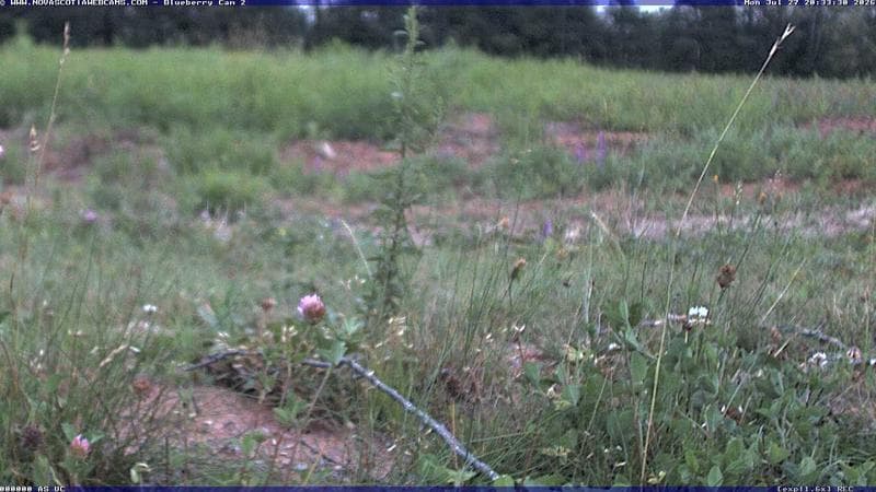 Wild Blueberry Cam 2