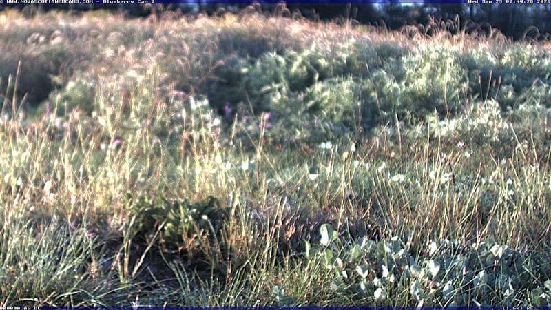 Wild Blueberry Cam 2