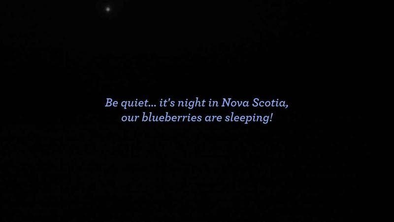 Wild Blueberry Cam 1