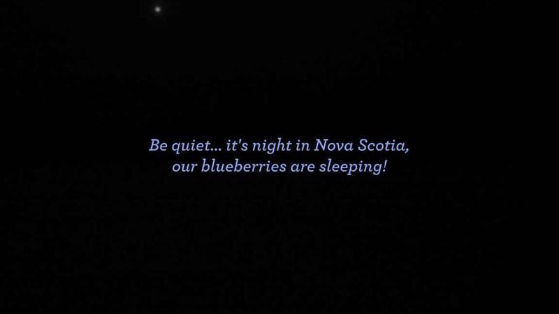 Wild Blueberry Cam 1