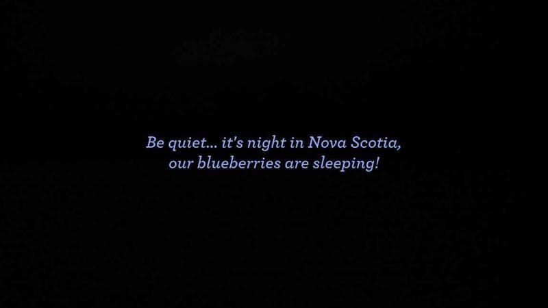 Wild Blueberry Cam 1