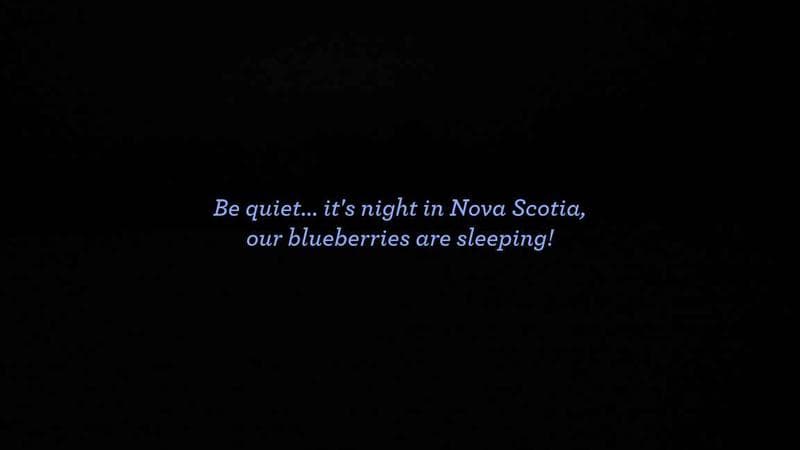 Wild Blueberry Cam 1