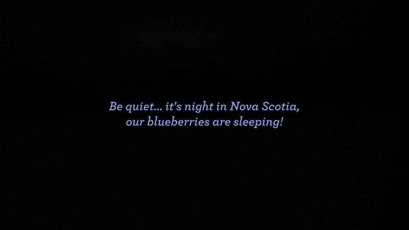 Wild Blueberry Cam 1