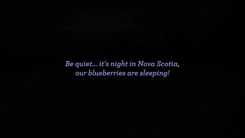 Wild Blueberry Cam 1