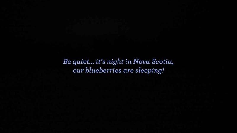 Wild Blueberry Cam 1