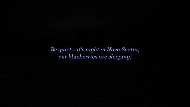 Wild Blueberry Cam 1