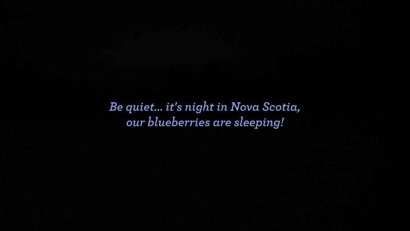 Wild Blueberry Cam 1