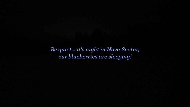 Wild Blueberry Cam 1