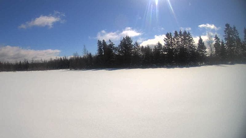 Wild Blueberry Cam 1