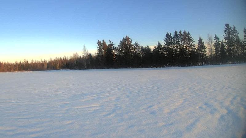 Wild Blueberry Cam 1