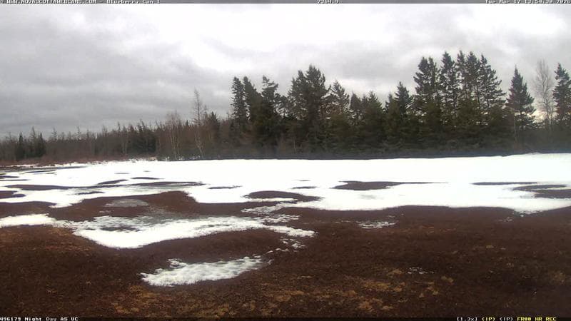 Wild Blueberry Cam 1