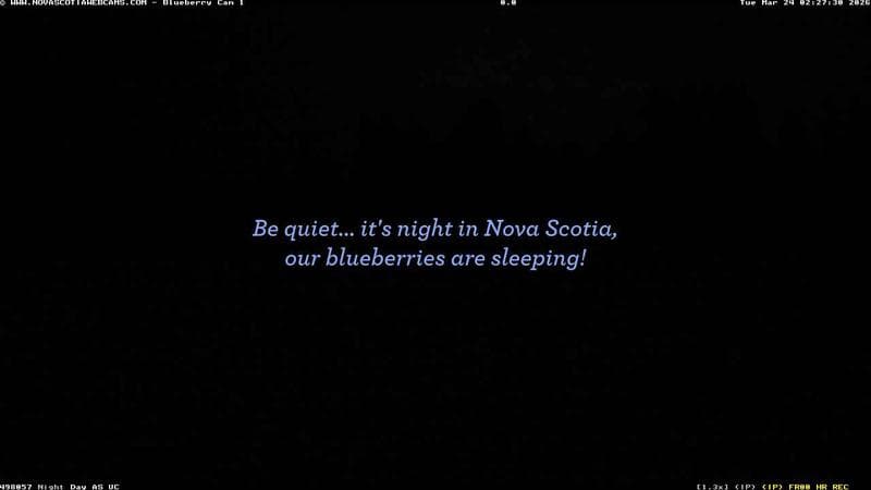 Wild Blueberry Cam 1