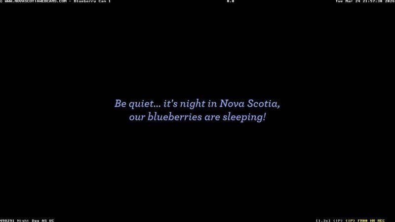 Wild Blueberry Cam 1