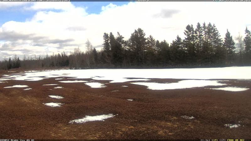 Wild Blueberry Cam 1