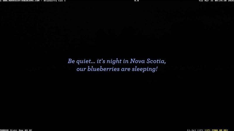 Wild Blueberry Cam 1