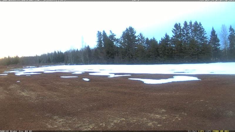 Wild Blueberry Cam 1