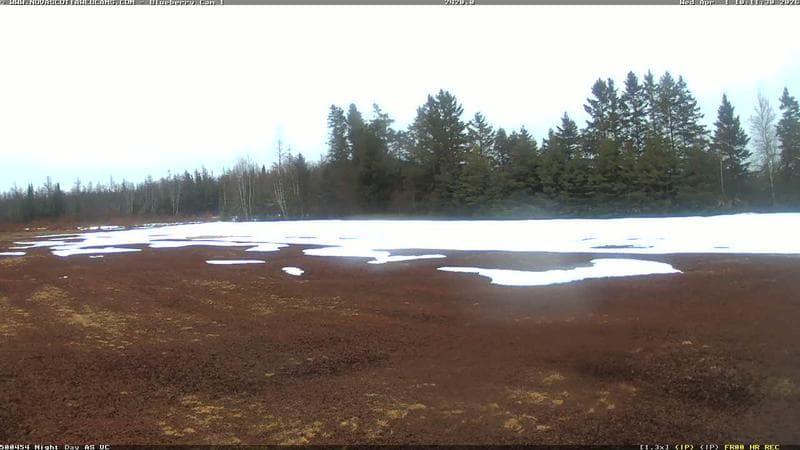Wild Blueberry Cam 1