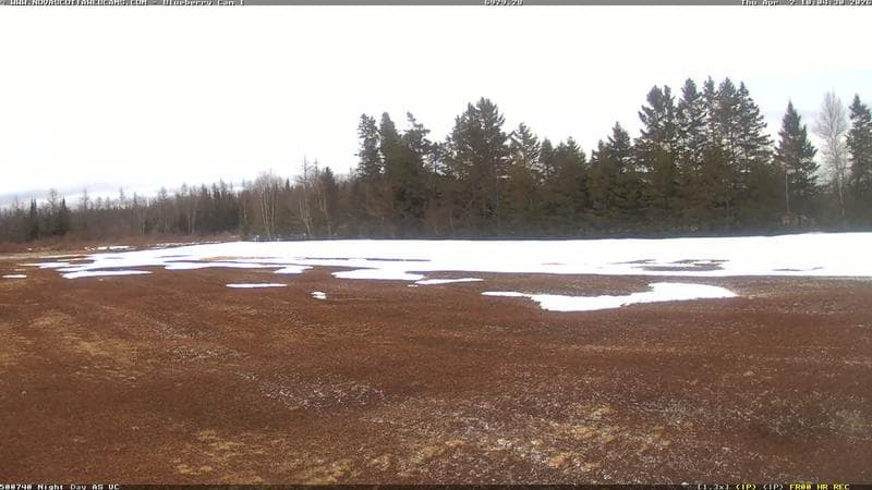 Wild Blueberry Cam 1