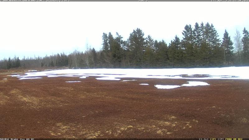 Wild Blueberry Cam 1