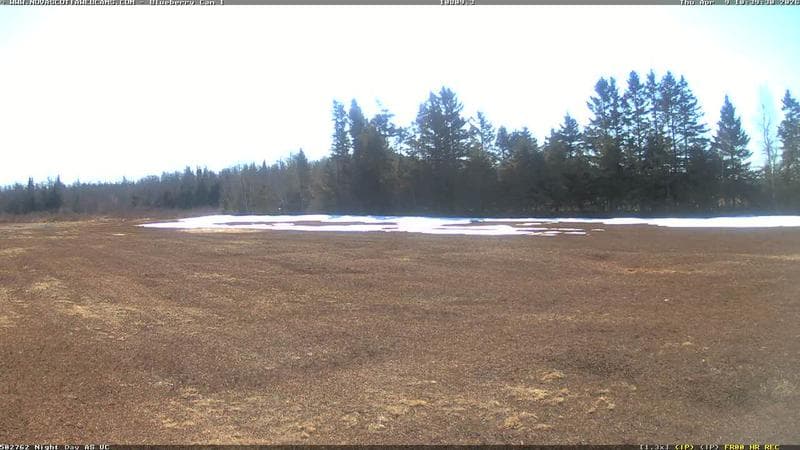 Wild Blueberry Cam 1
