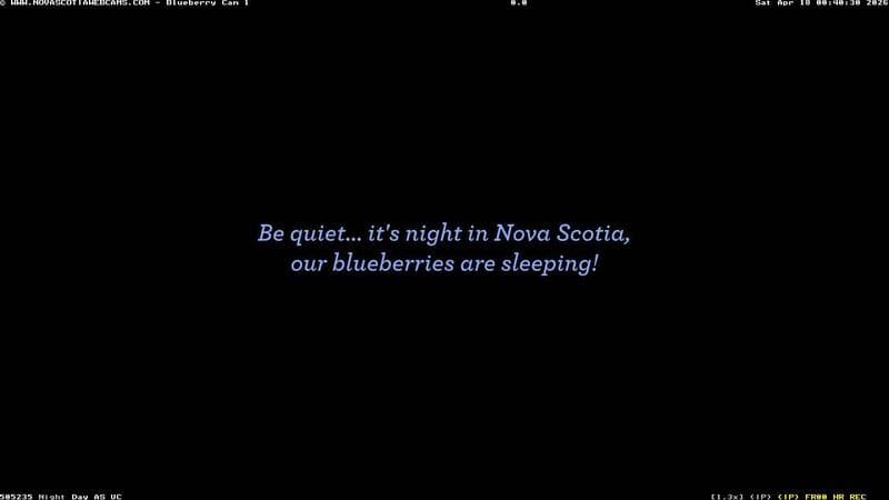 Wild Blueberry Cam 1