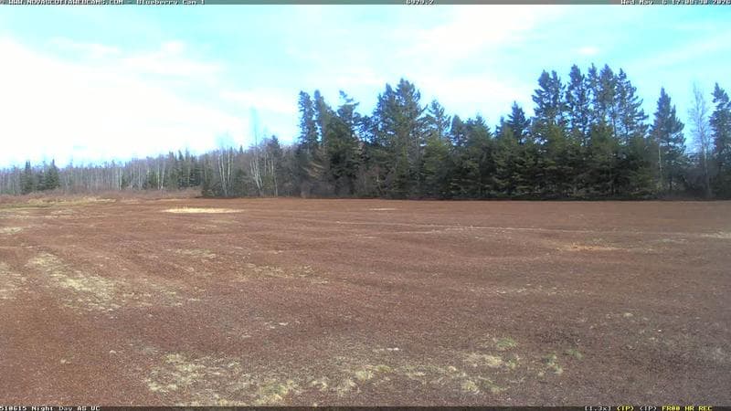 Wild Blueberry Cam 1