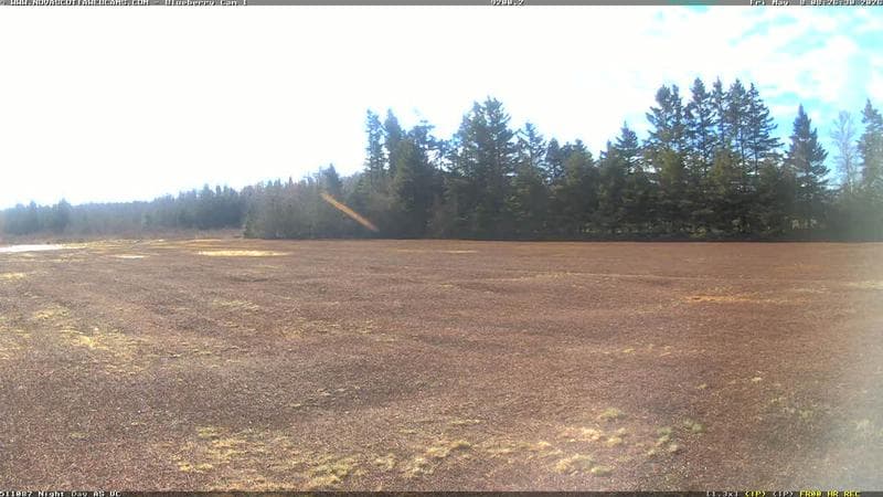 Wild Blueberry Cam 1