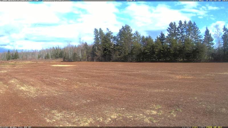 Wild Blueberry Cam 1