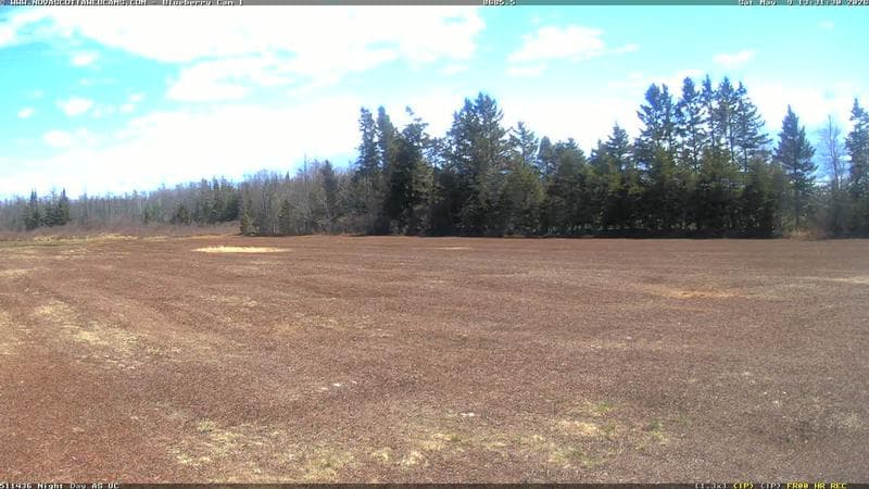 Wild Blueberry Cam 1