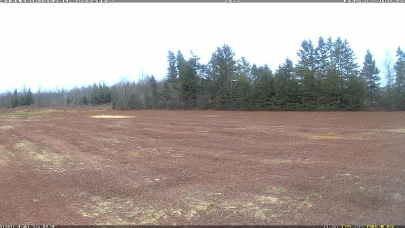Wild Blueberry Cam 1
