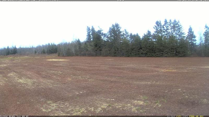 Wild Blueberry Cam 1