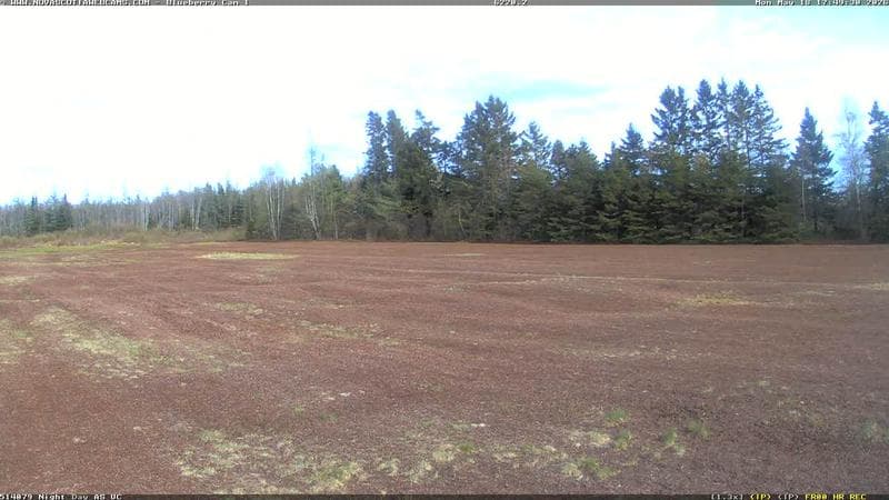 Wild Blueberry Cam 1