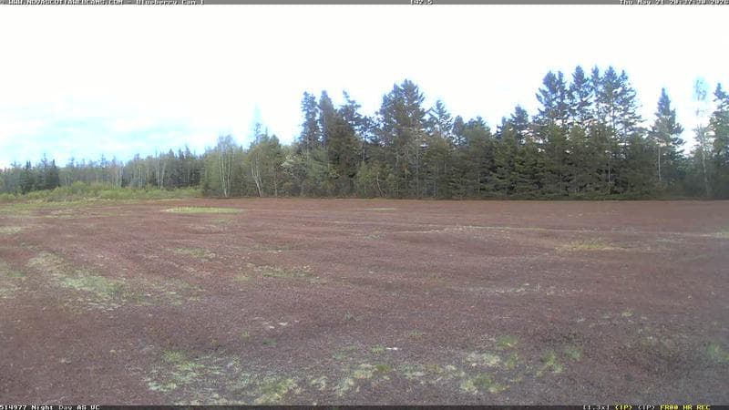 Wild Blueberry Cam 1
