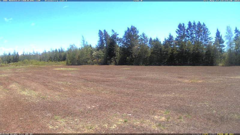 Wild Blueberry Cam 1